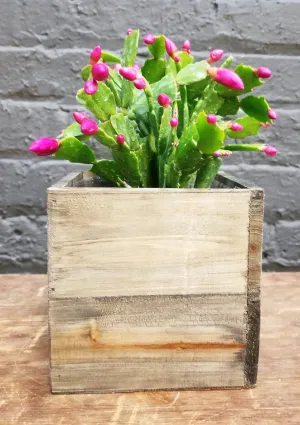 Christmas Cactus in Wooden Box