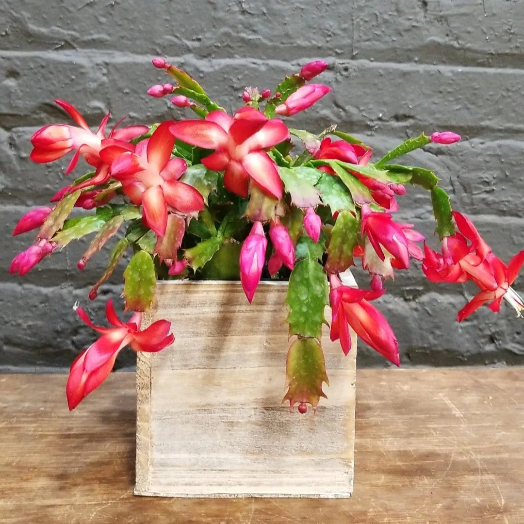 Christmas Cactus in Wooden Box