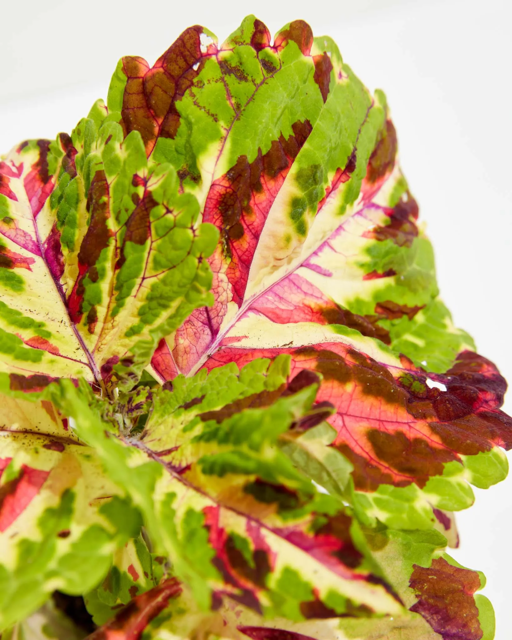 Giant Mosaic Coleus