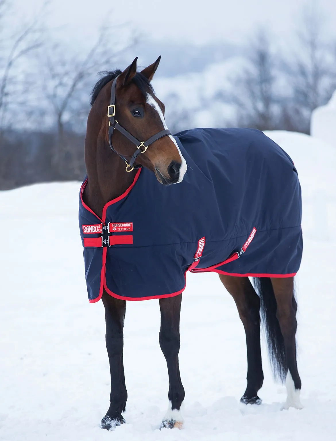 Rambo Original Medium Weight Horse Turnout Blanket