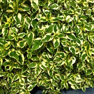 Twist of Lime Abelia