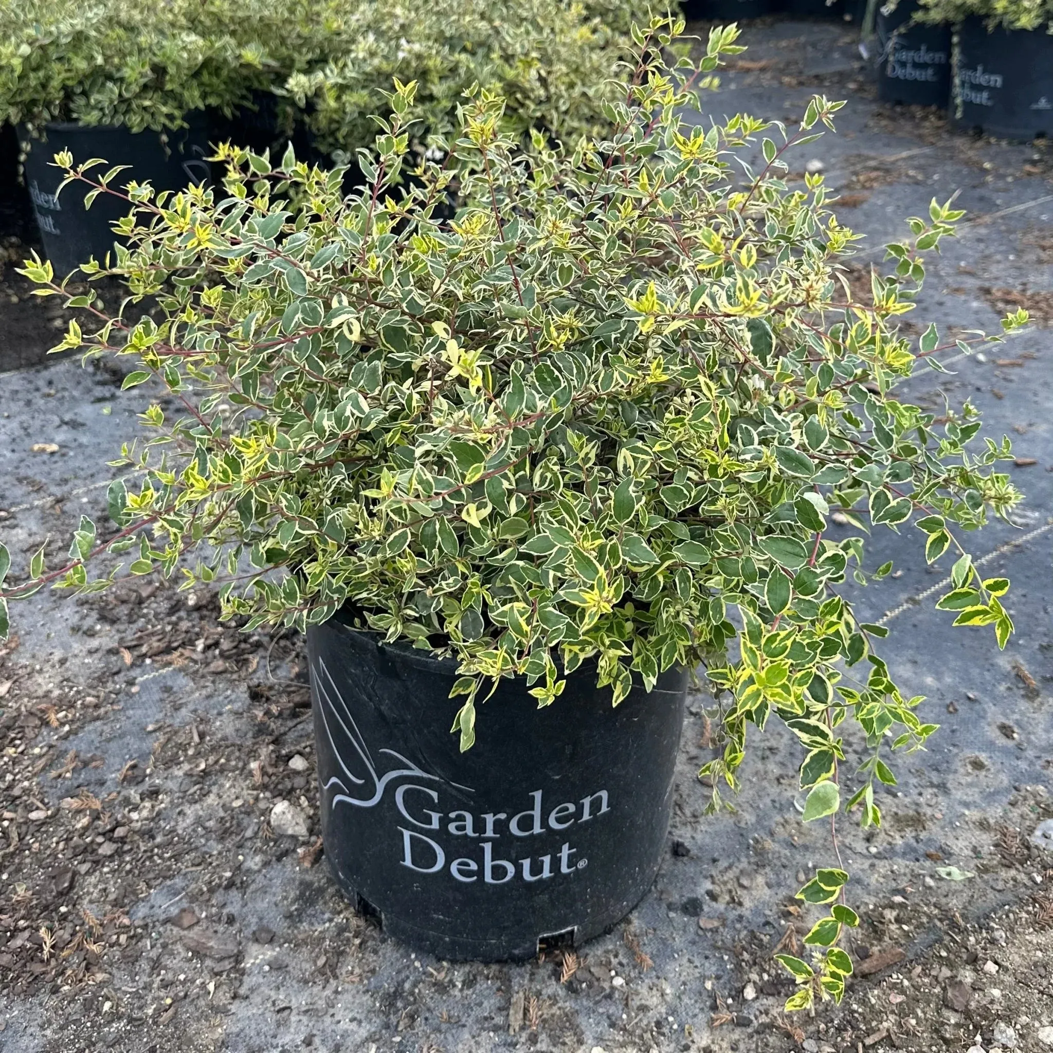 Twist of Lime Abelia